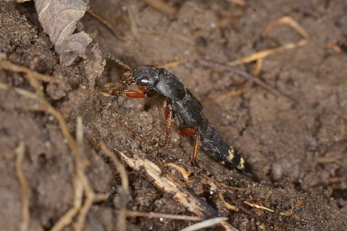 Platydracus fulvipes, Staphylinidae